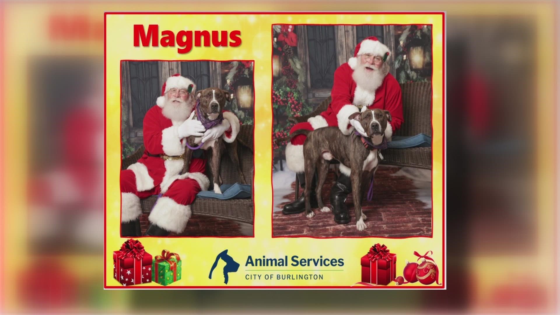 Let’s get Magnus adopted!