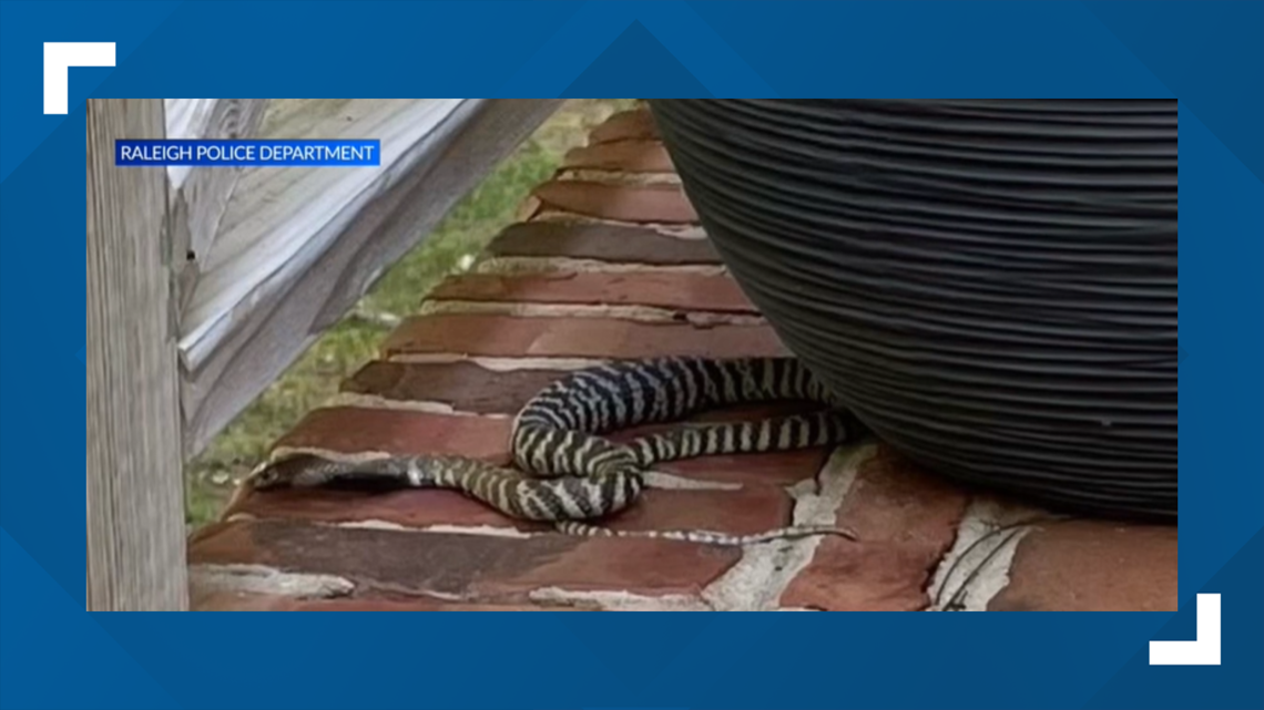 Venomous pet snake, a zebra cobra, on the loose after escaping home in  Raleigh - ABC11 Raleigh-Durham