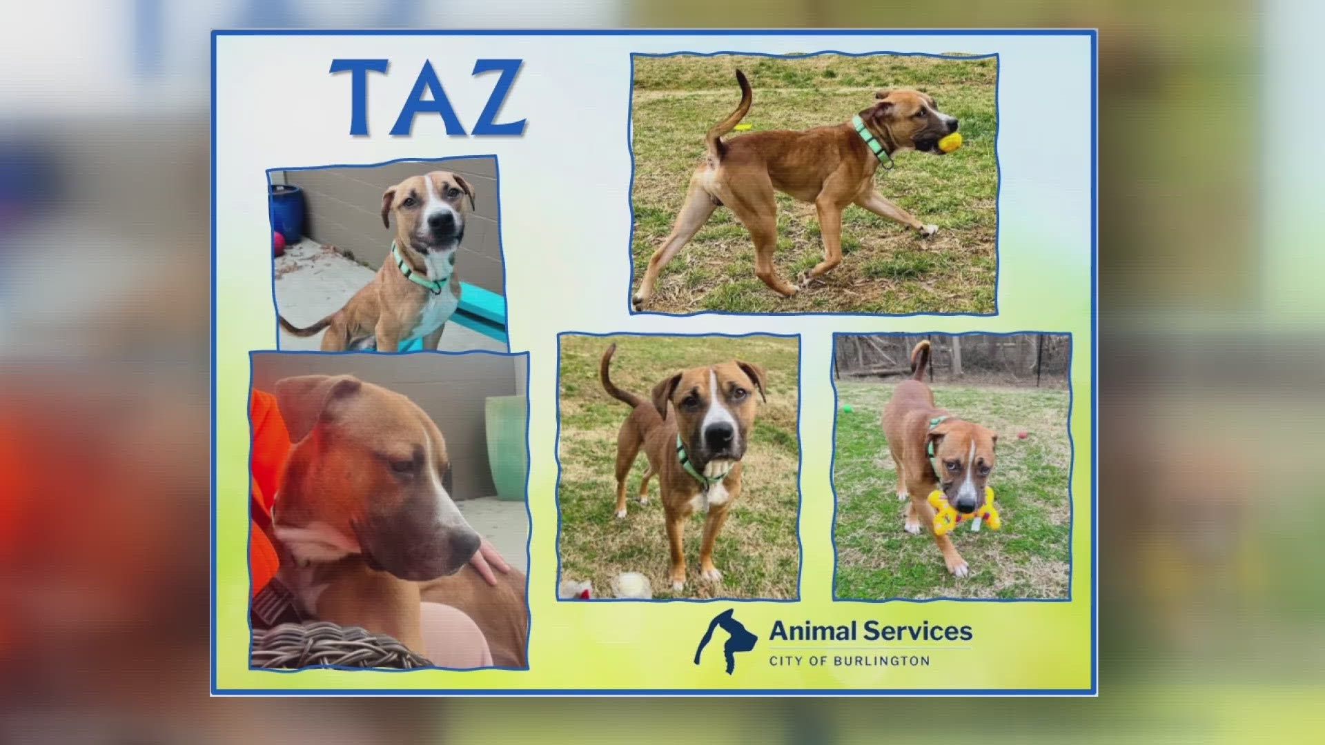 Let's get Taz adopted!