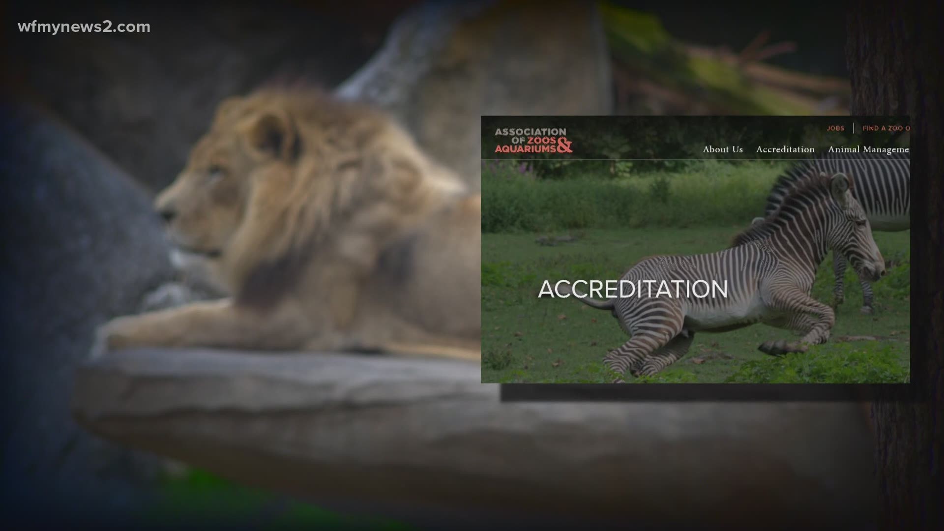 The Conservator’s Center is licensed, but it is not accredited by the AZA.