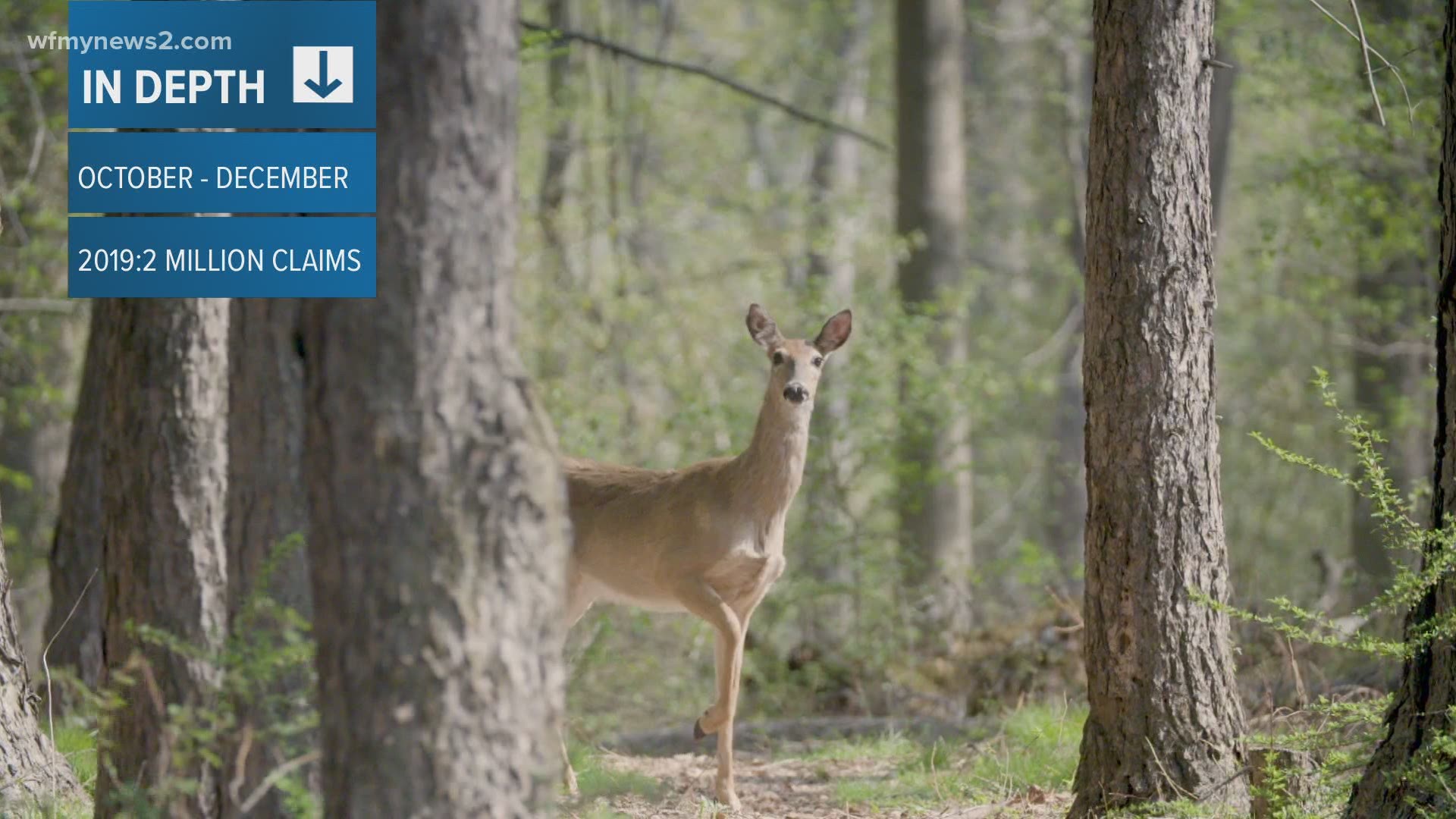 A deer strike can cause serious damage to your vehicle. Avoid them with these steps.