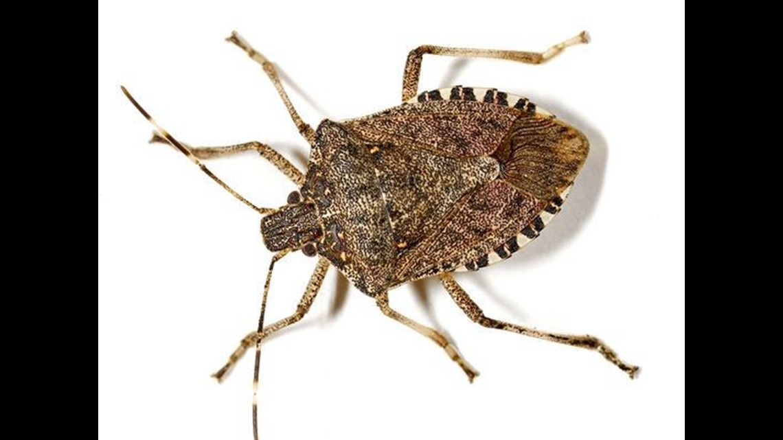 keeping-stink-bugs-out-of-your-house-wfmynews2