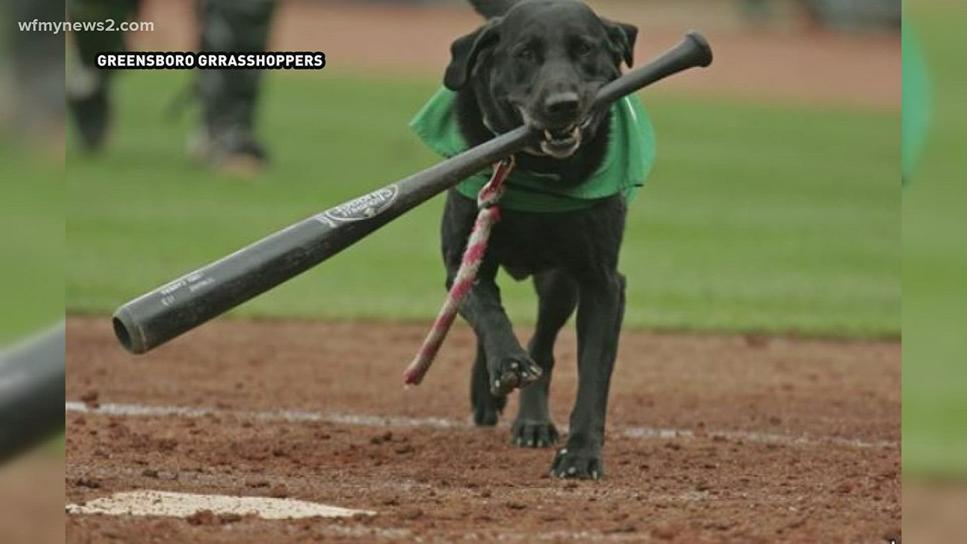 GSO Grasshoppers Dog Has Cancer