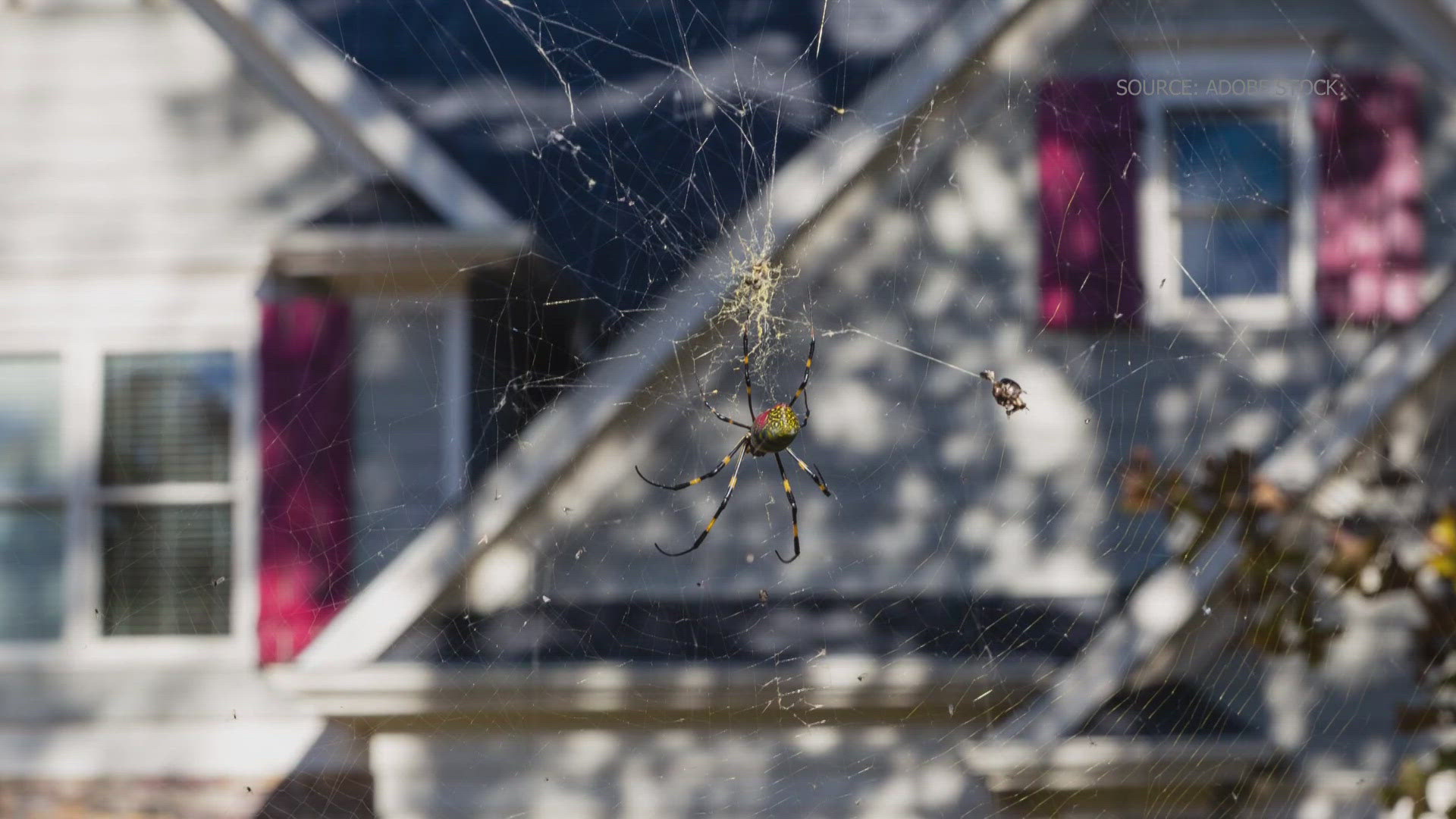 The Joro spider's web can get up to 10 feet wide and can grow to be as large as your hand.