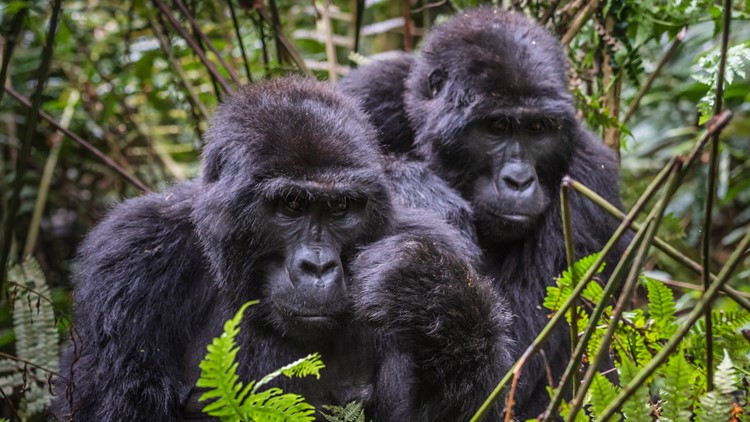 Various Gorillas have been seen breaking poachers traps :  r/interestingasfuck