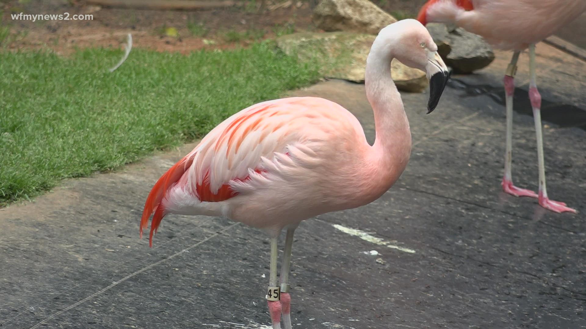 The aviary had been a part of the North Carolina Zoo for 40 years.