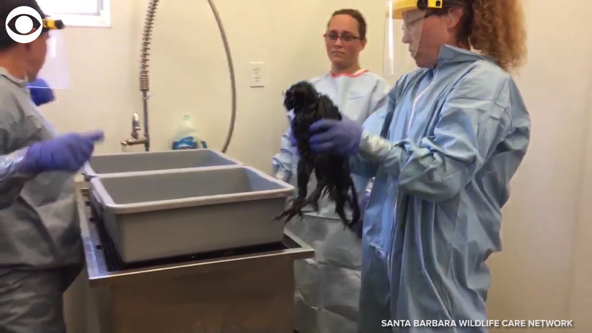 A young owl somehow made his way into oil pits in Dulah, California. Take a look at how the Santa Barbara Wildlife Care Network helped to clean up the bird on Monday.