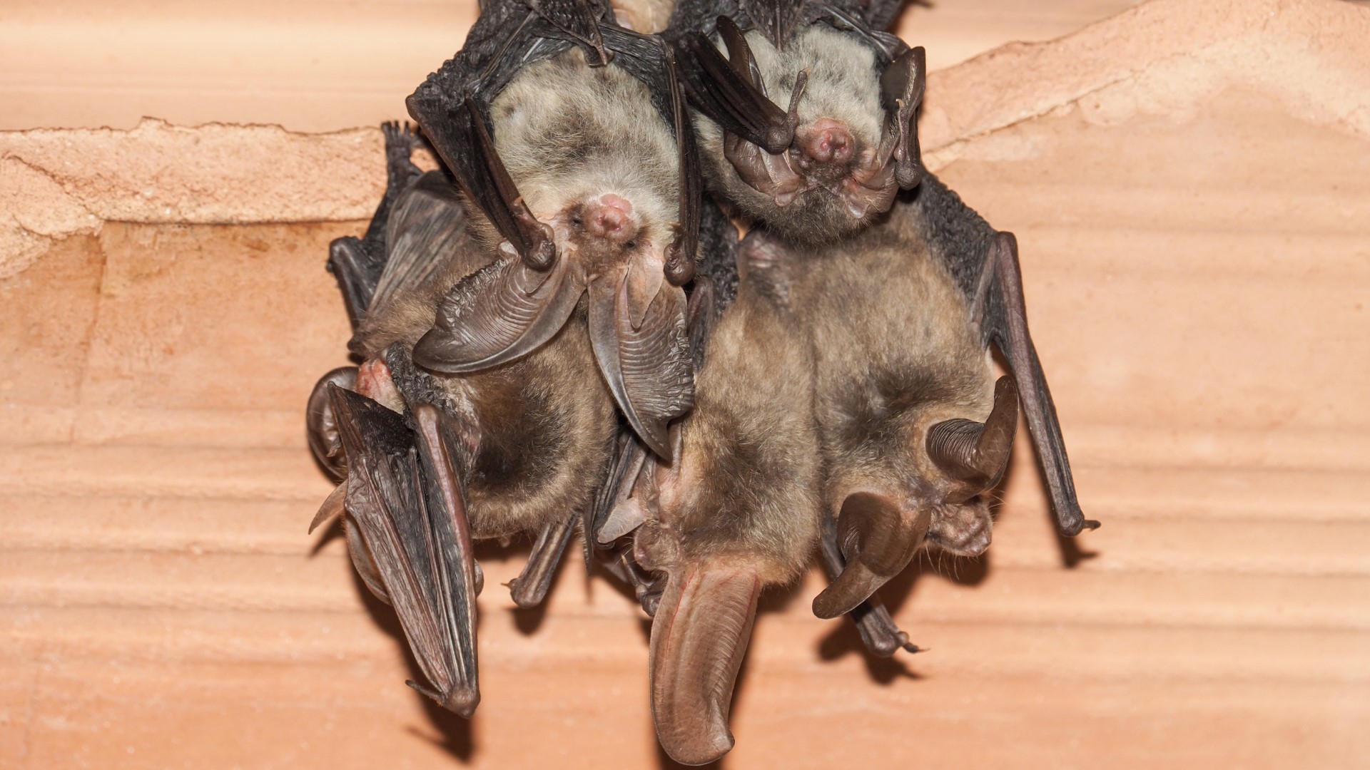 Bats in the attic are a nuisance, but the falling population for the protected species means they have more leverage to stay in your home than you do to kick them out.