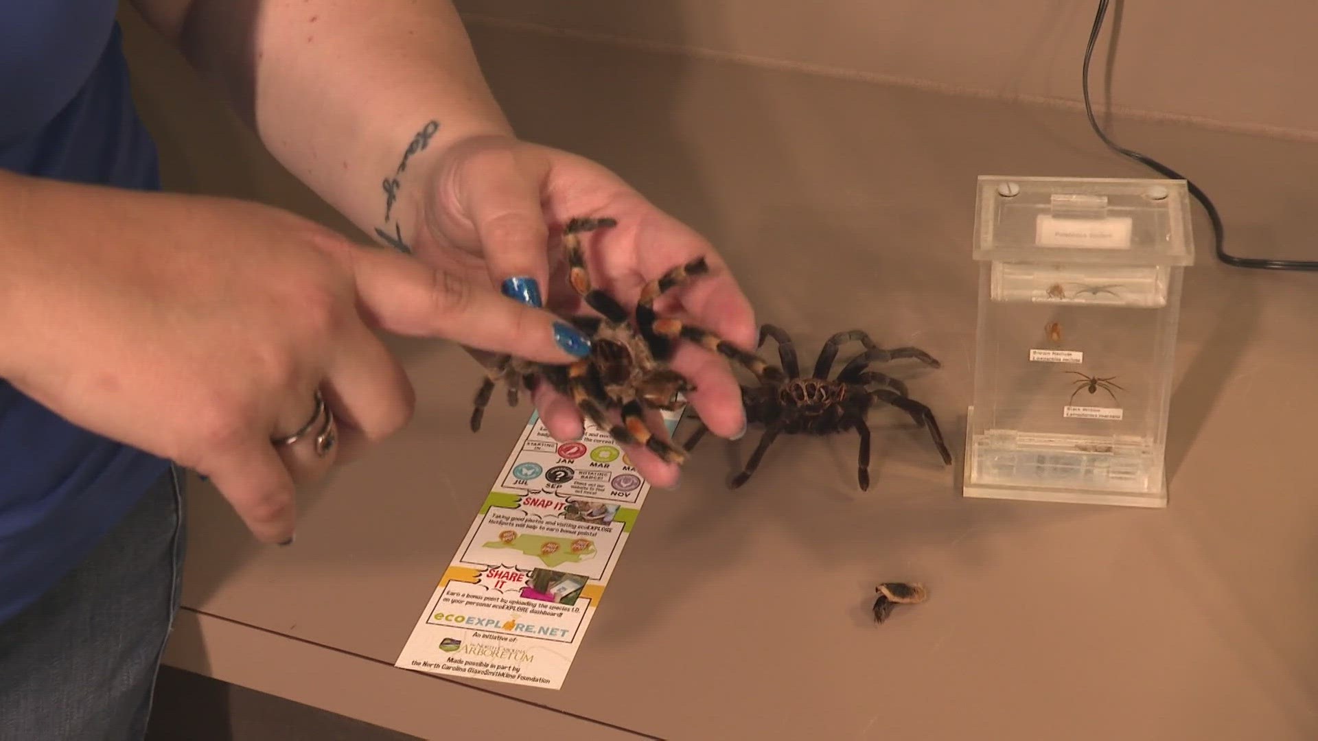 The Greensboro Science Center has a program that allows you to be a sort of zookeeper – for spiders!