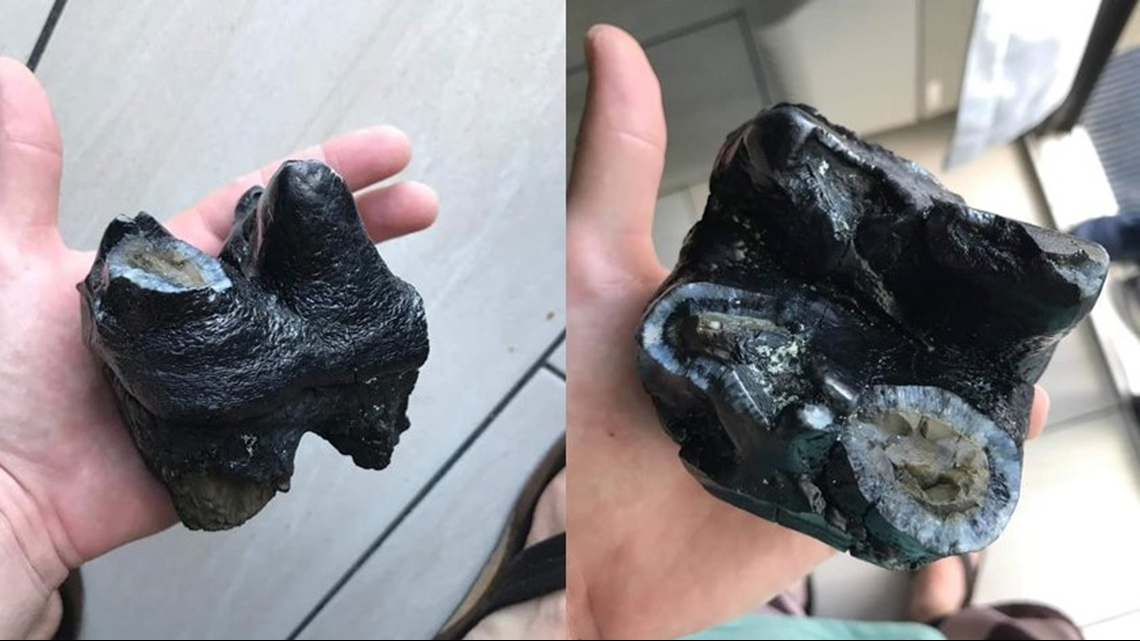 NC Man finds prehistoric elephant tooth at Myrtle Beach | wfmynews2.com