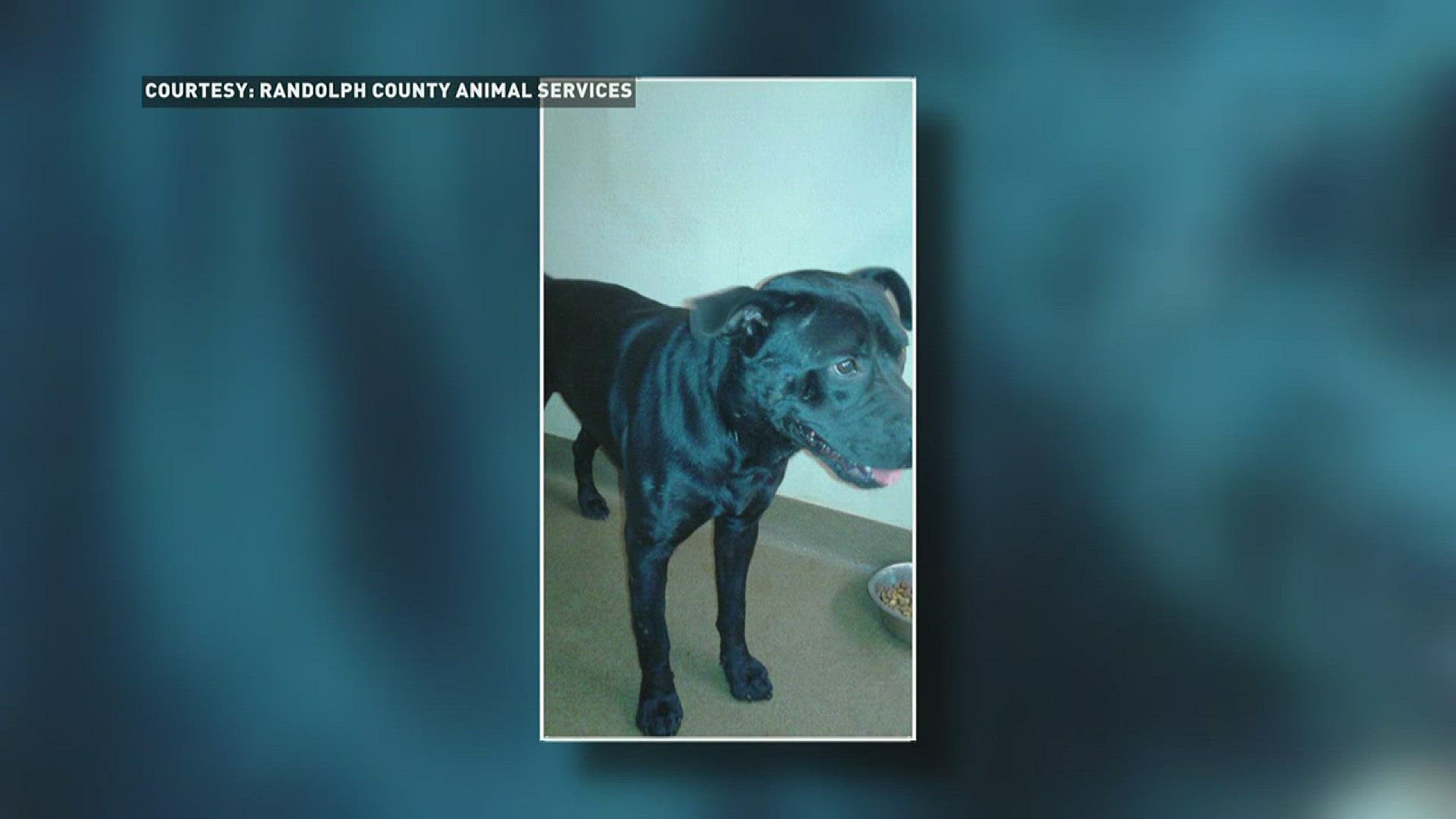 Three Dogs Attack Woman In Randolph County 