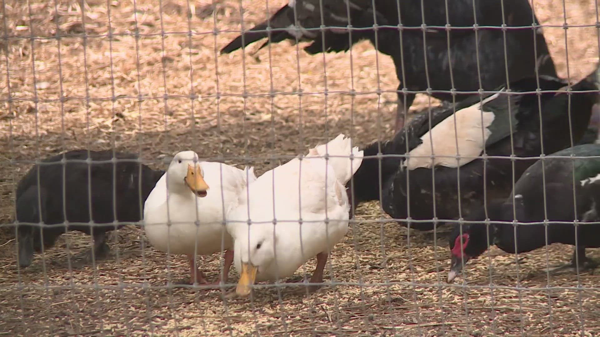 The animal sanctuary says zoning laws are making it impossible for them to raise money for their animals.