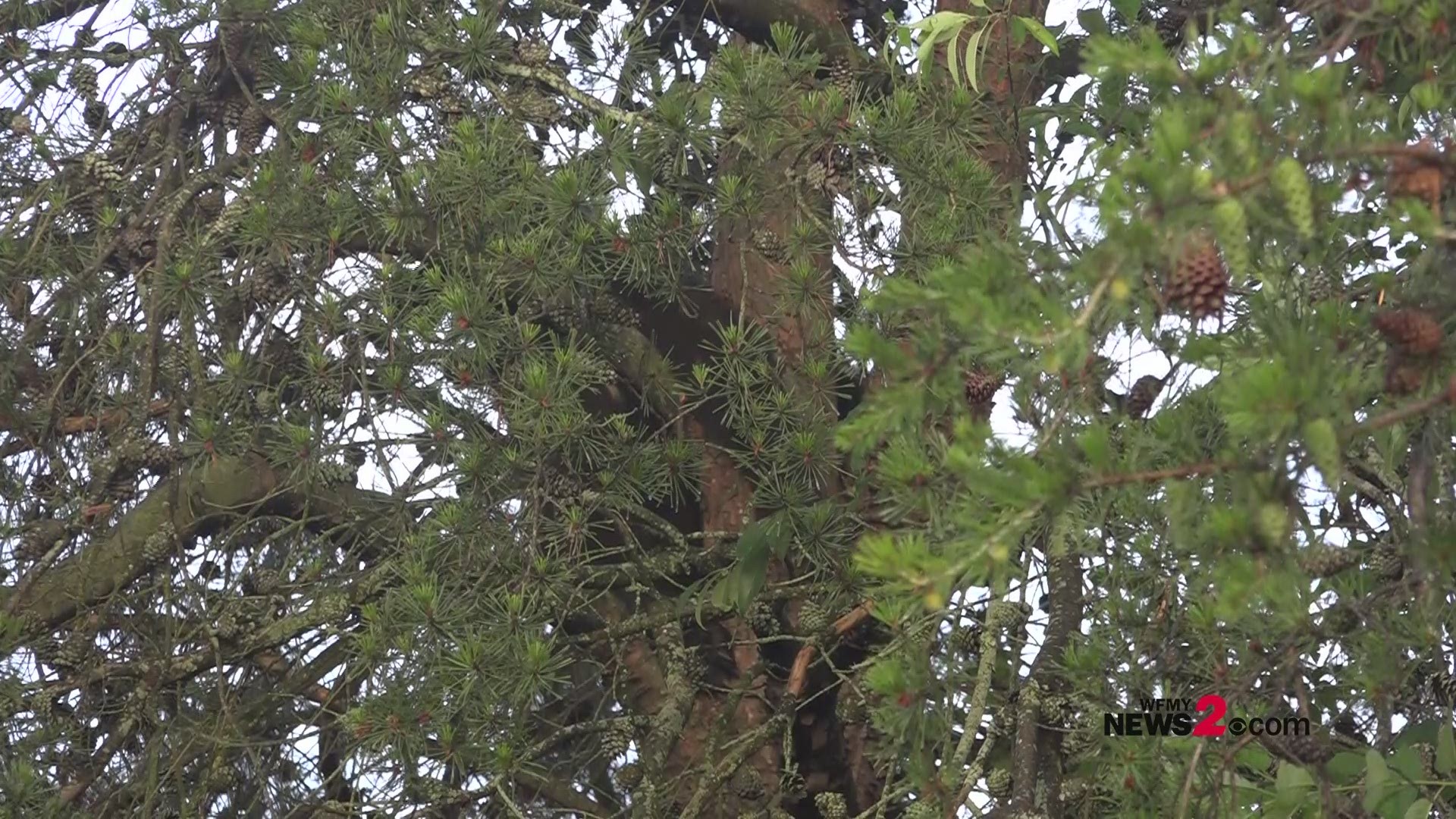 Check it out! That's a bear in a tree in Winston-Salem.