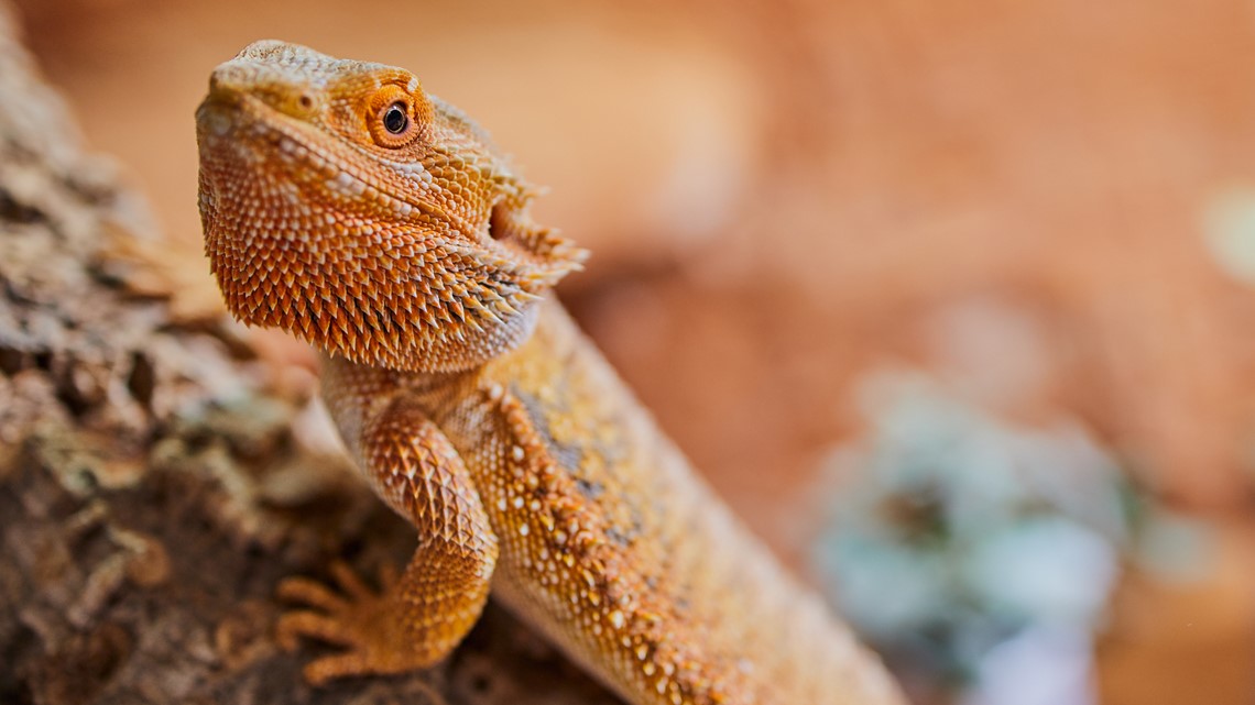 CDC investigates outbreaks of Salmonella associated with bearded dragons