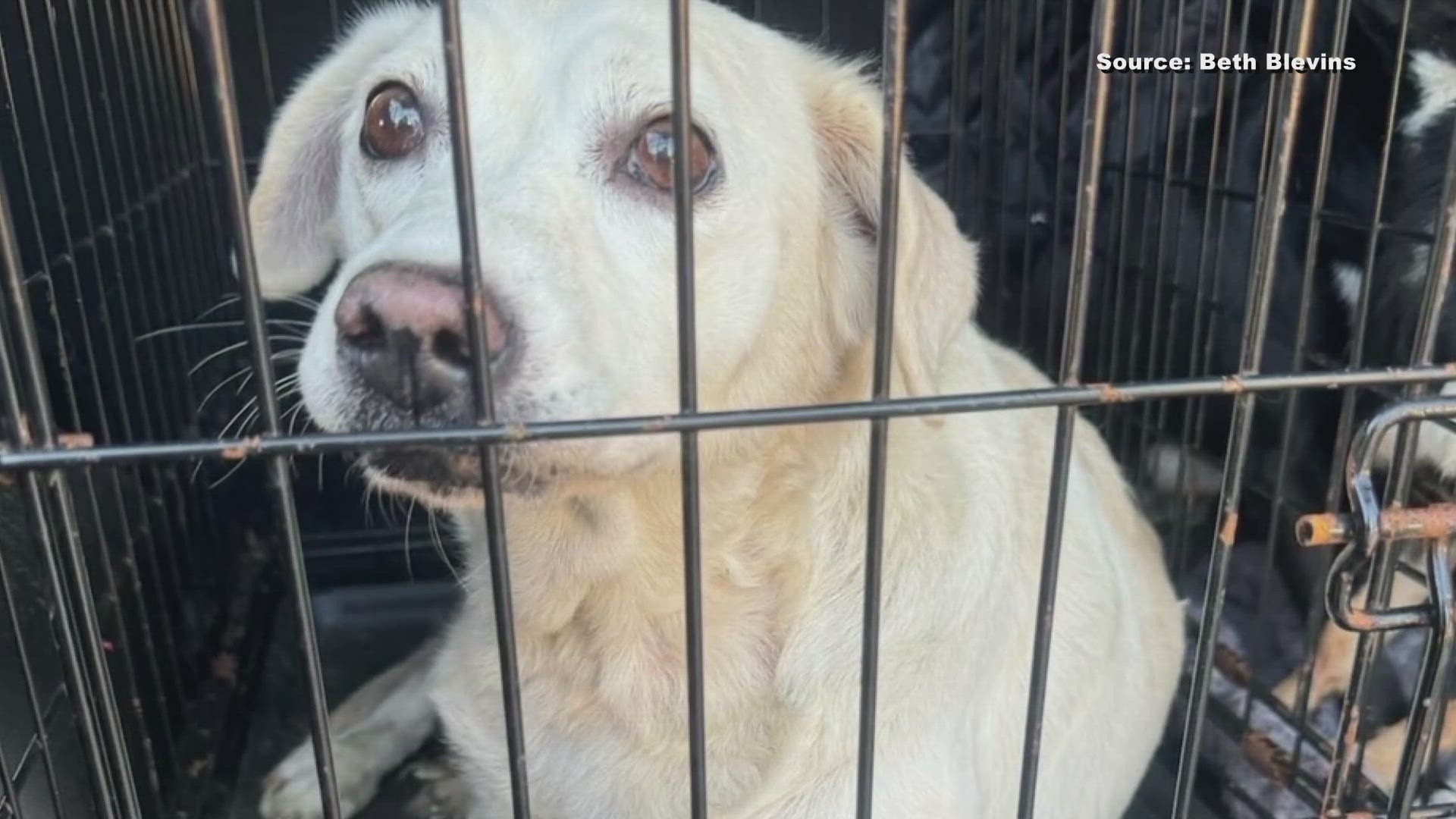 Animal rescuers from across the state took in dozens of animals.