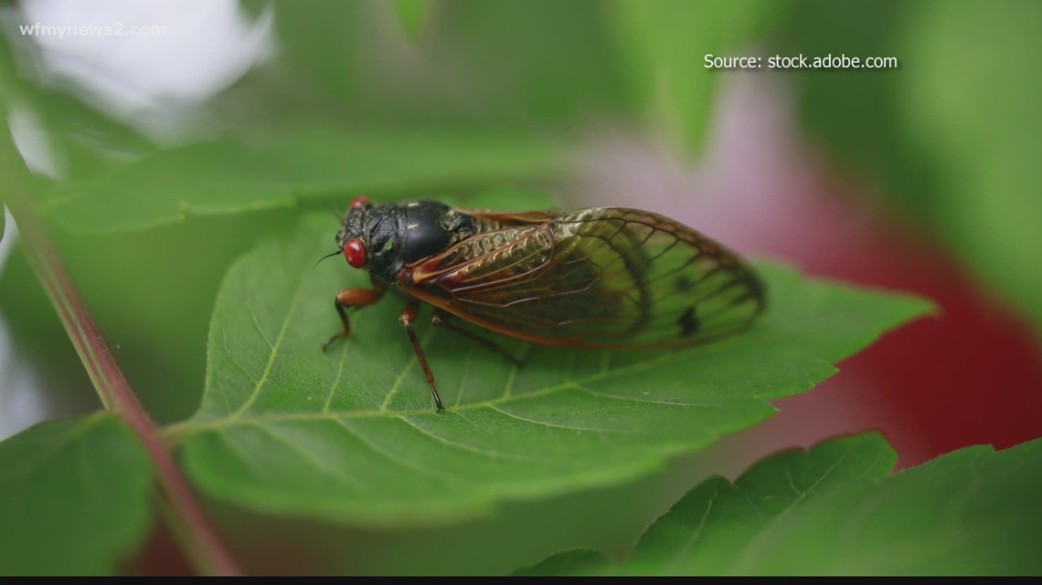 Where are 17year Brood X cicadas in North Carolina?