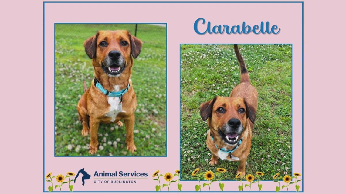 2 the rescue: Meet Clarabelle!