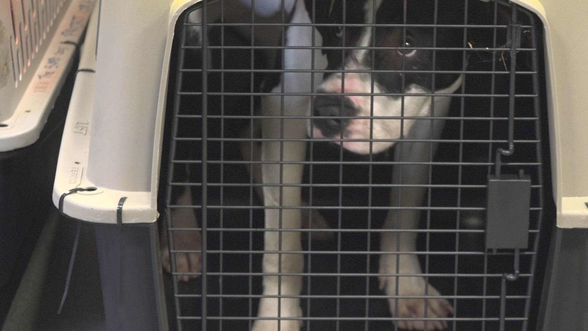 Here's How You Can Help Animals Displaced By Hurricane Florence ...