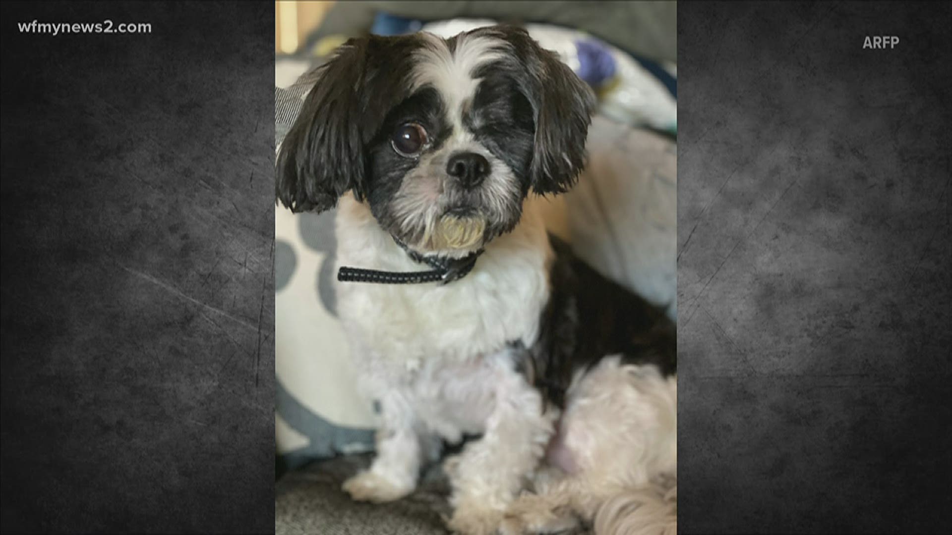 This sweet little shih tzu is just the right quarantine pup for you!