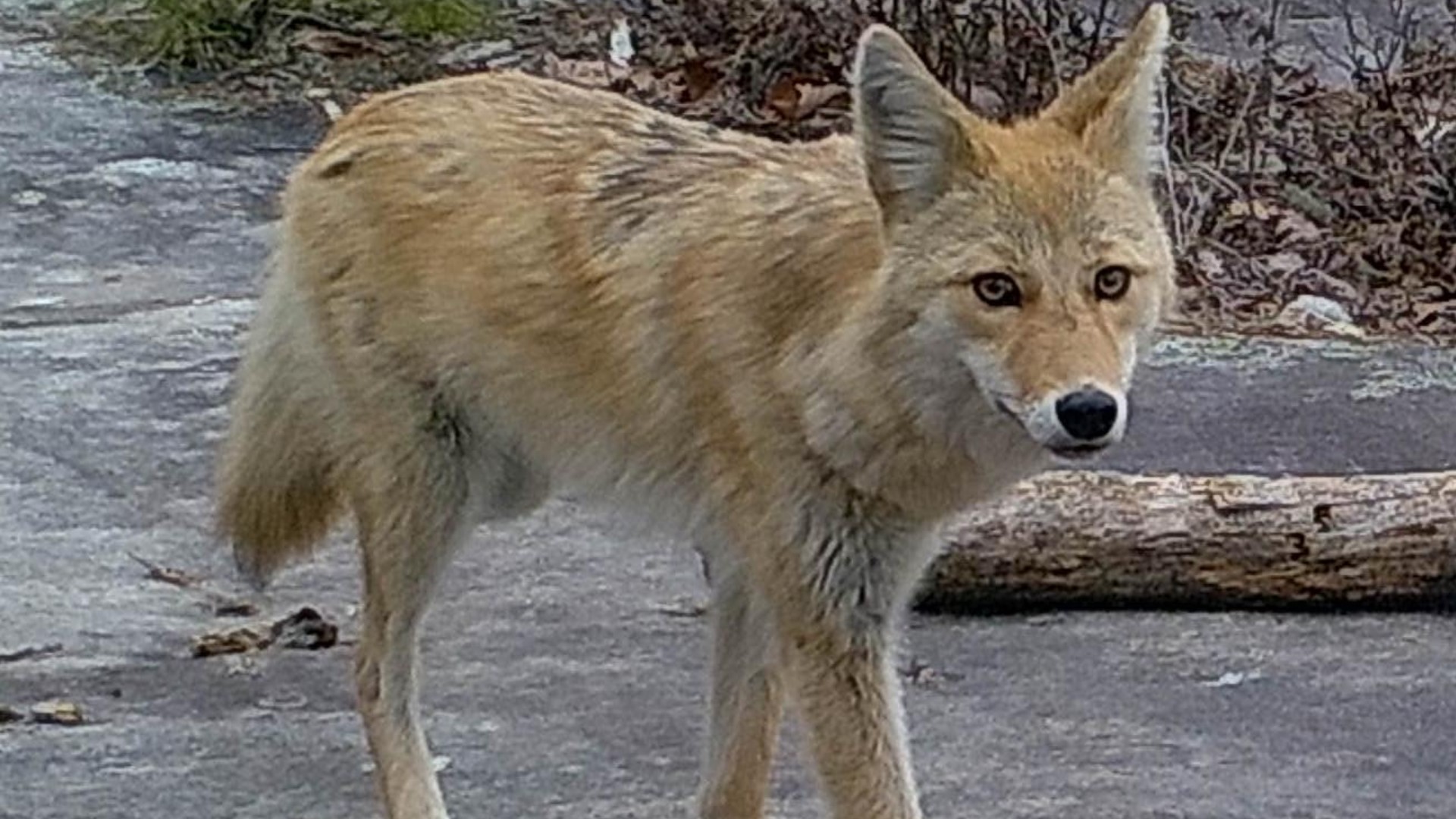 Neighbors in the Lake Jeanette area are used to seeing wildlife, but now they’re seeing more foxes and coyotes. Some people say they’re even seeing the animals during the day.