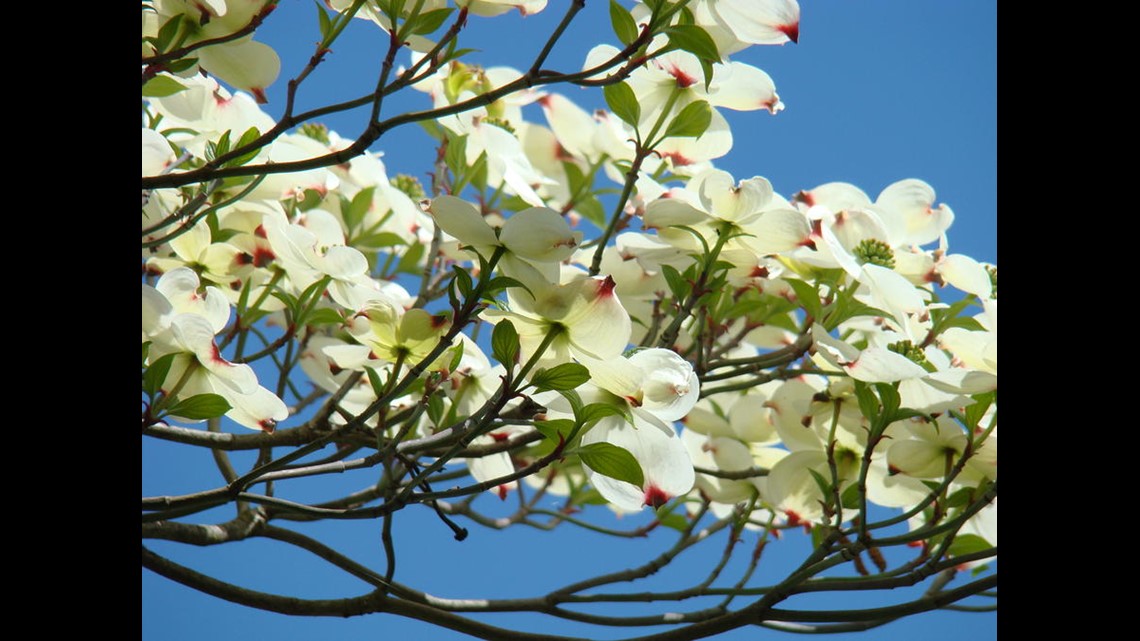 the-legend-of-the-dogwood-tree-wfmynews2