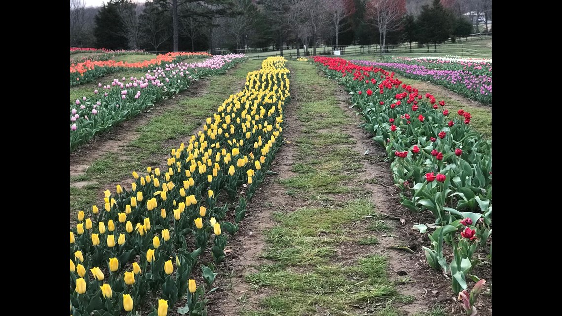 Beautiful Tulips at Dewberry Farm in Kernersville