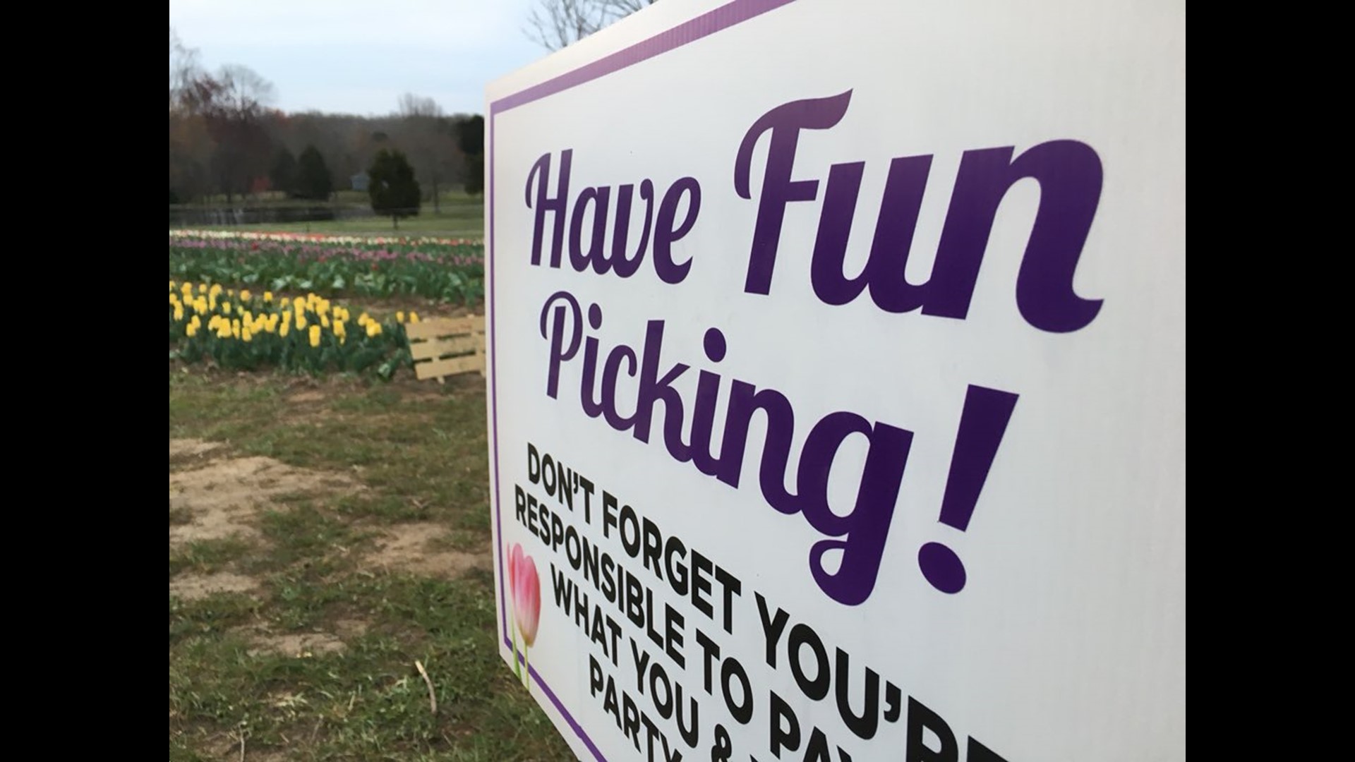 Beautiful Tulips at Dewberry Farm in Kernersville