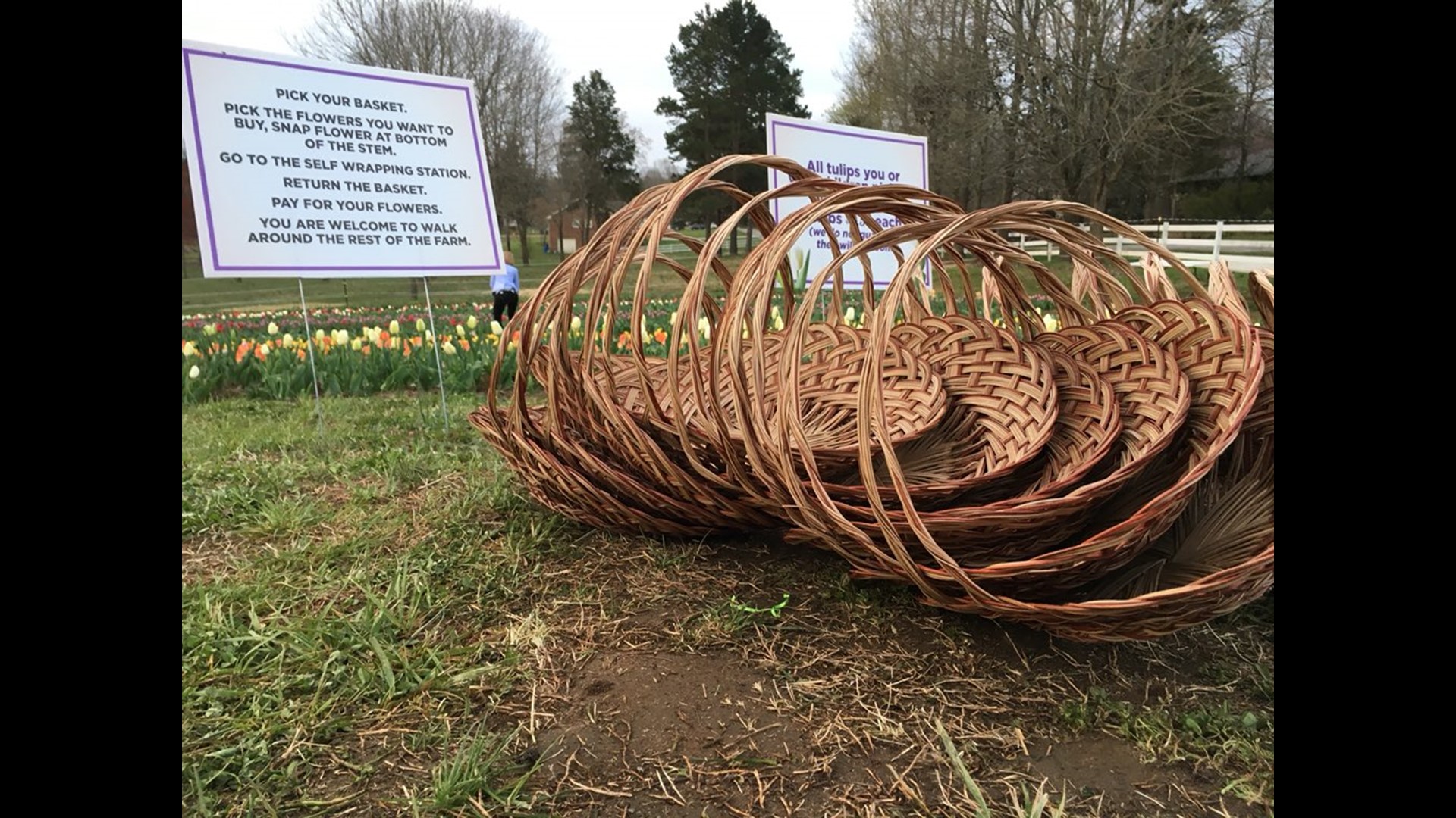 Beautiful Tulips at Dewberry Farm in Kernersville