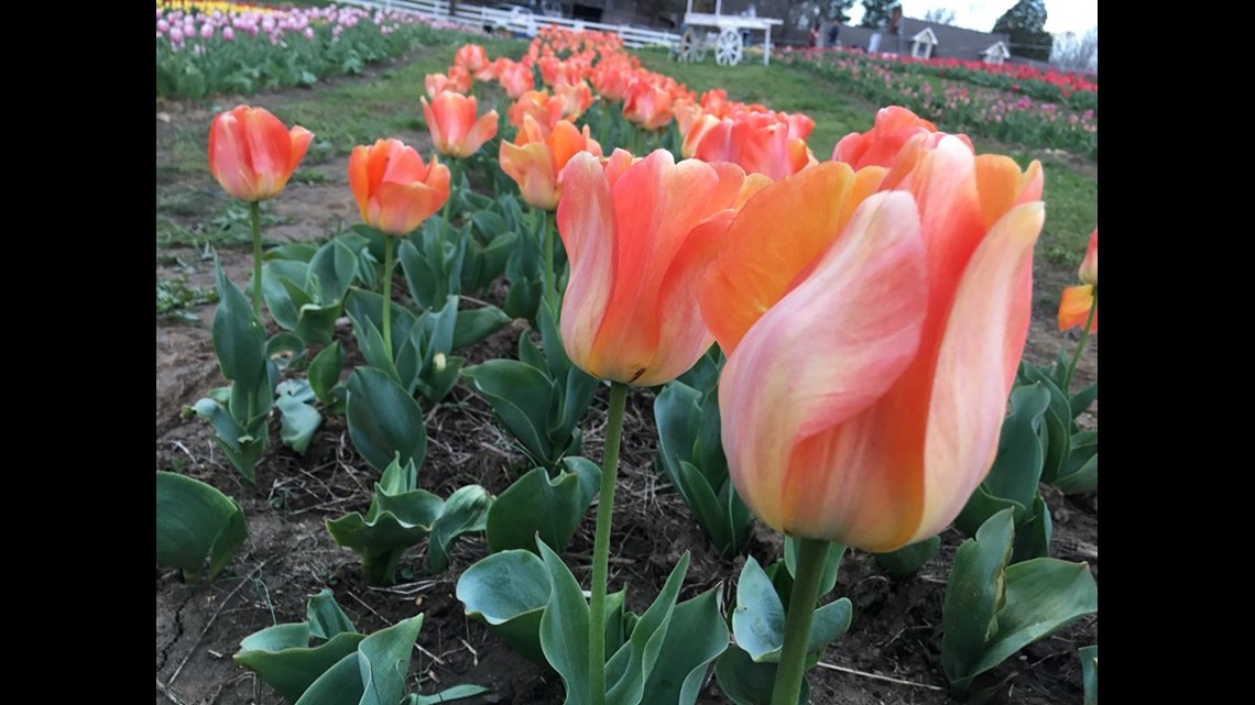 Beautiful Tulips at Dewberry Farm in Kernersville