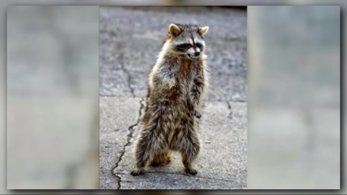 Health officials confirm rabid raccoon in Guilford County; sixth case in 2026