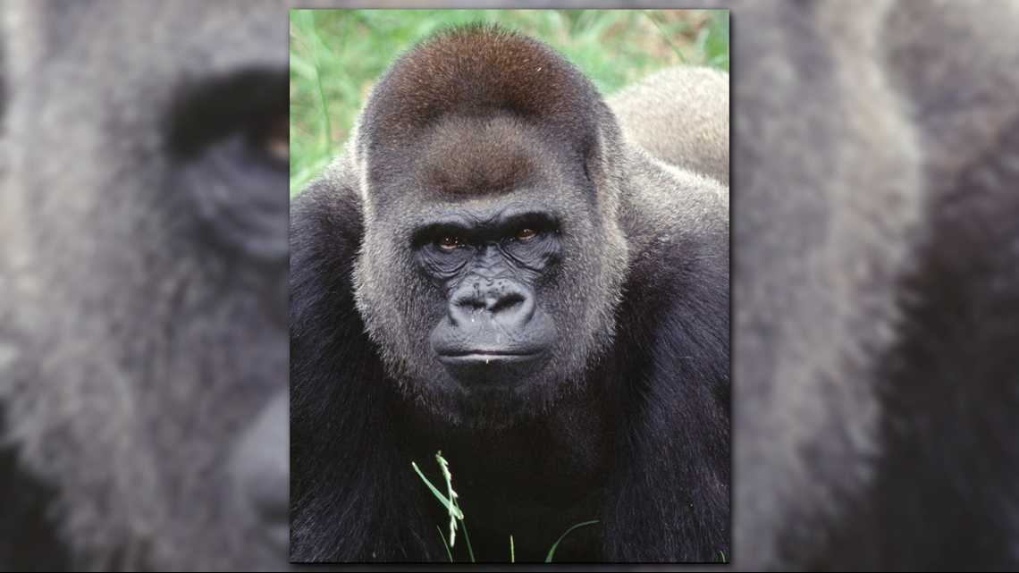 Gorilla Hair delivered to North Fair Oaks, CA