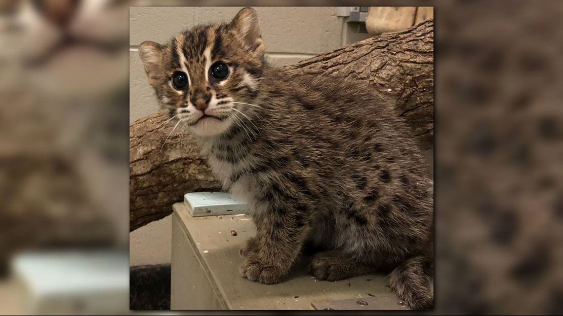 We Can't Get Enough Of The Science Center's Baby Fishing Cat 'Angler