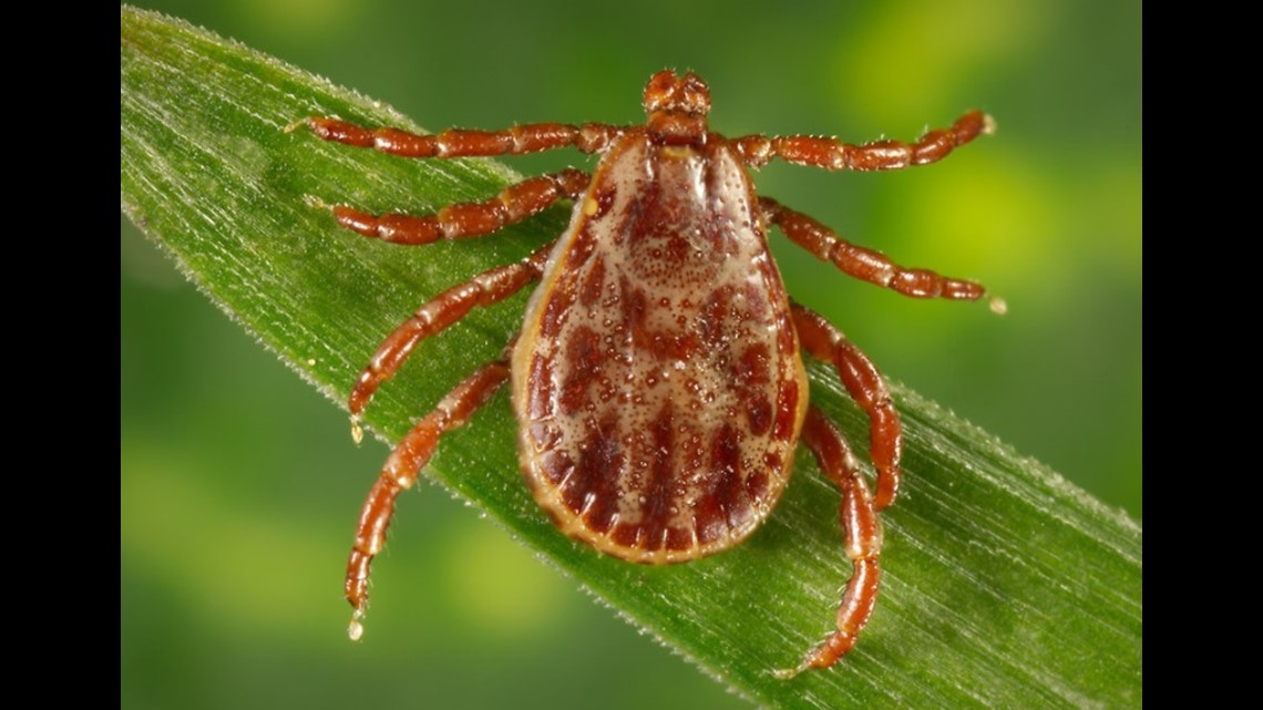 Tips For Preventing Tick Bites And Lyme Disease