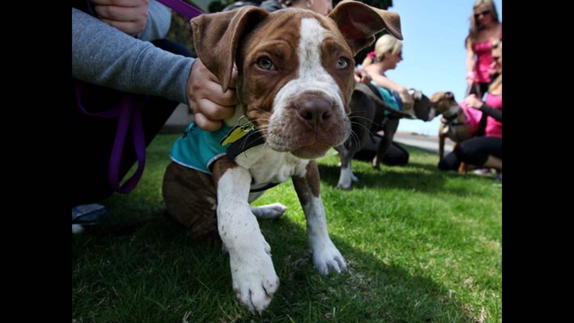 Colorado Town Ends 25Year Pit Bull Ban