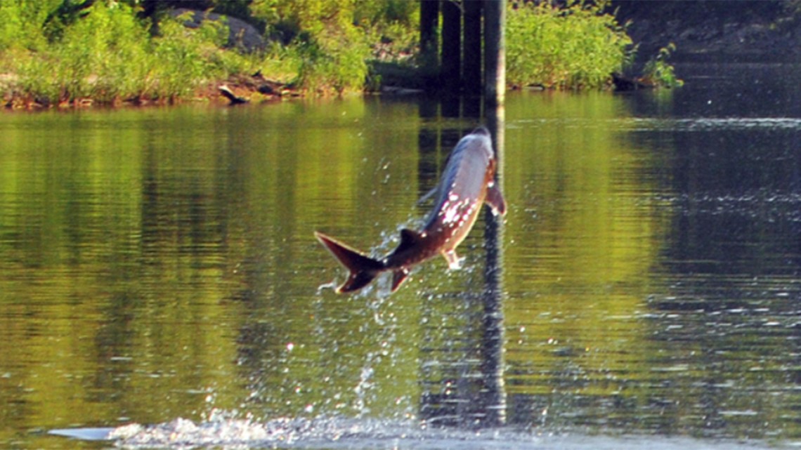 Boaters Beware Sturgeon Are Jumping And They Could Be Deadly