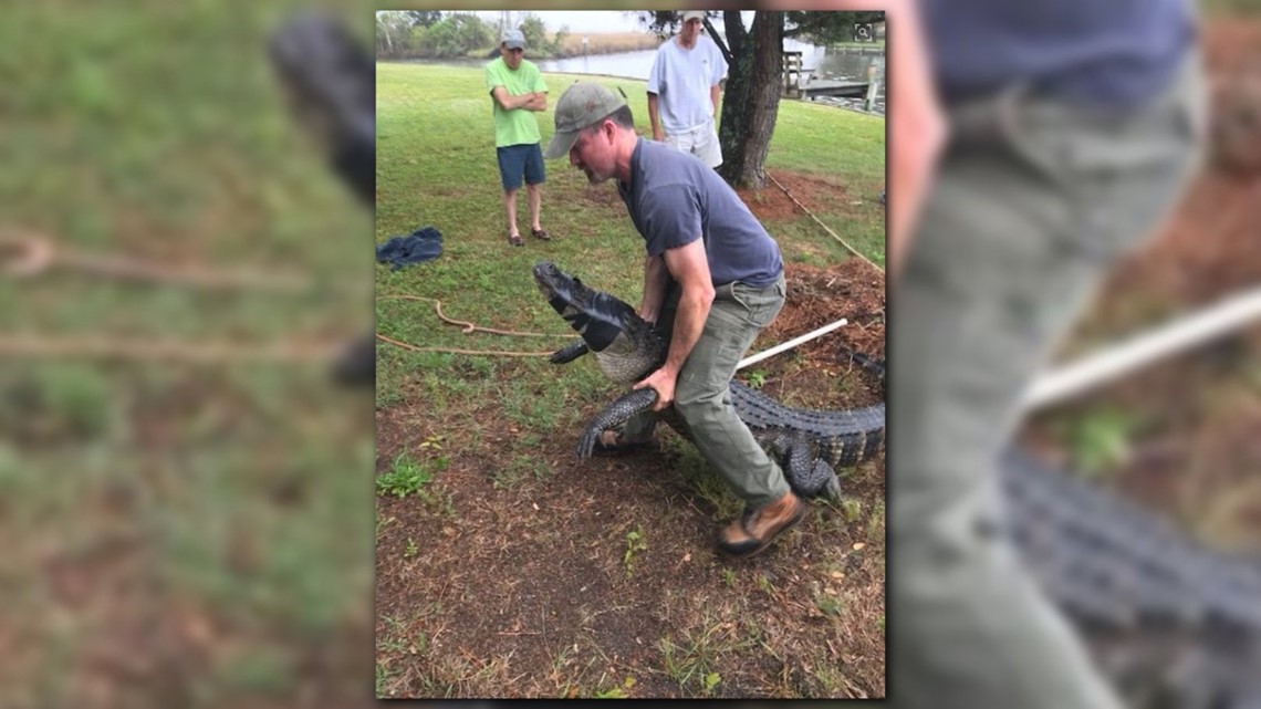 9.5Foot Alligator Spotted at Outer Banks