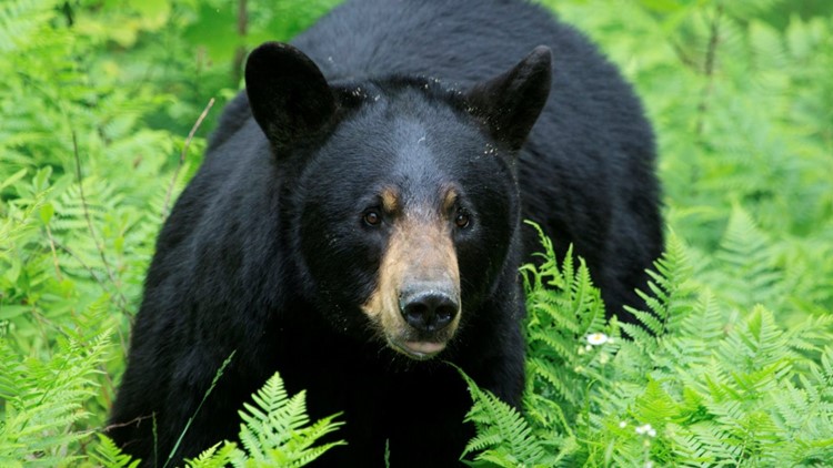 5-year-old girl suffers serious injuries in Colorado bear attack