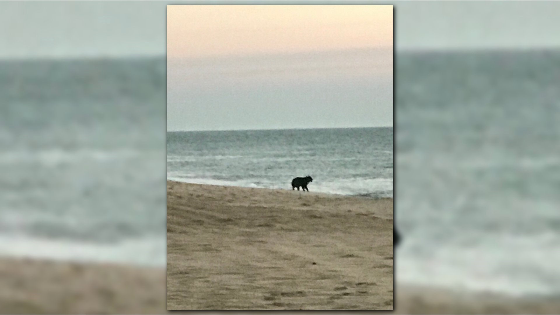 Black Bear Spotted Along Outer Banks Beach