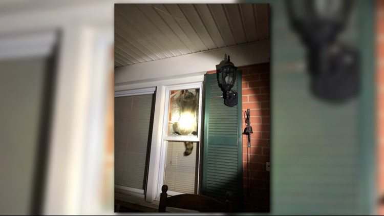 Furry Four Foot Mask Wearing Bandit Wanted In High Point High Point Police Tweeted A Photo Of The Masked Suspect They Say He Broke In