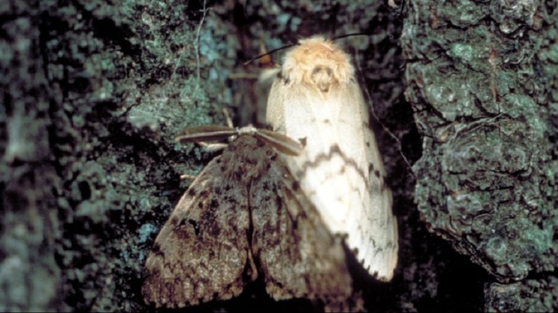 Gypsy Moth Infestation to Be Treated Across NC