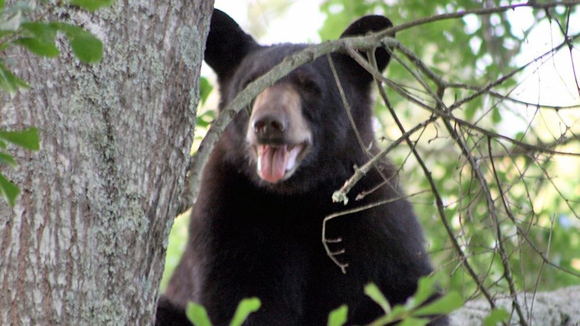 Black Bear Gets Sighted In Tree In Georgia Neighborhood | wfmynews2.com