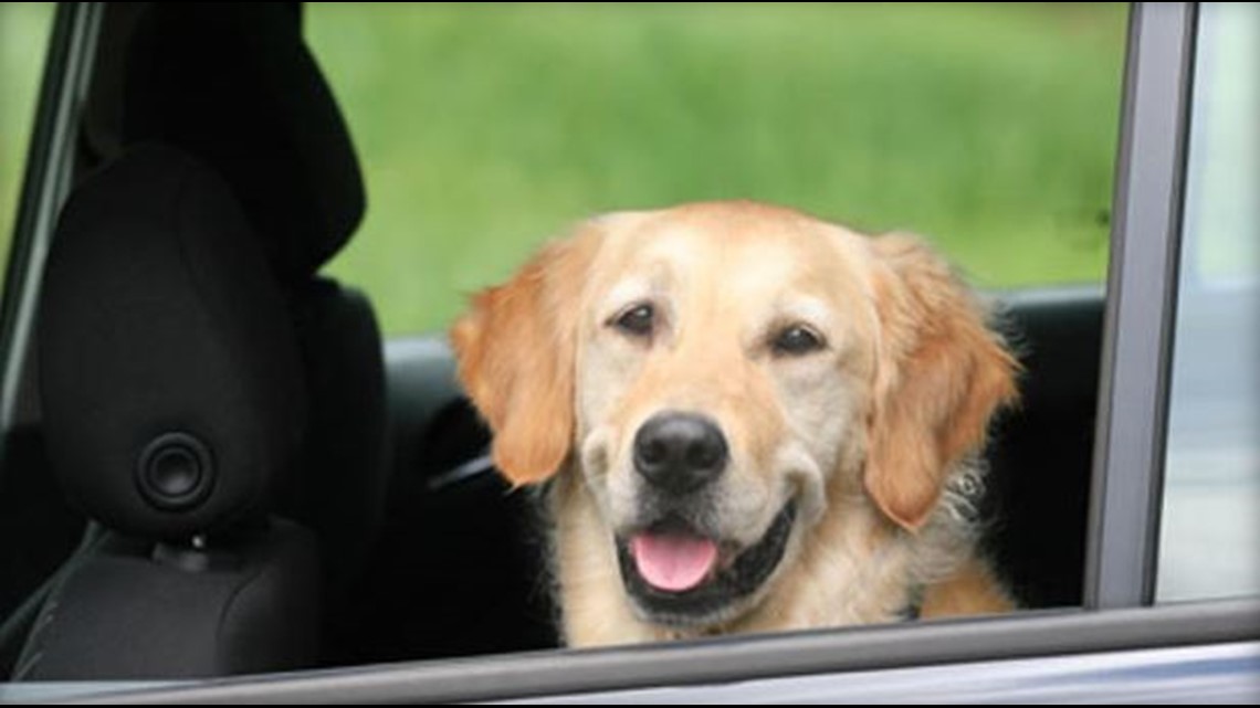 Dog locks owner out of car, leads to arrest