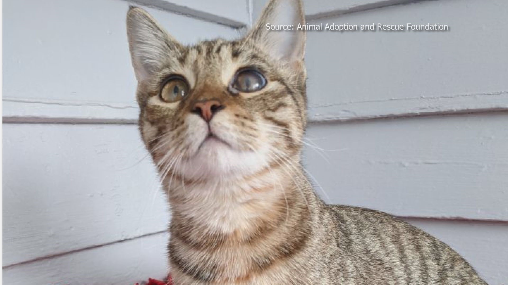 This Playful Kitty Could Spring Into Your Heart and home.