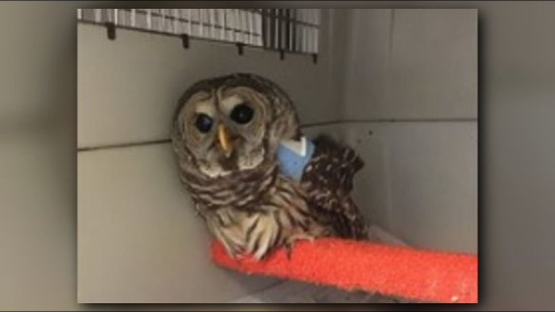 Wfmynews2.com  Injured Owl Saved By Trooper Released in 