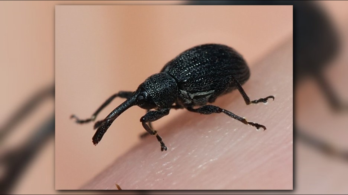 black bugs that look like ticks