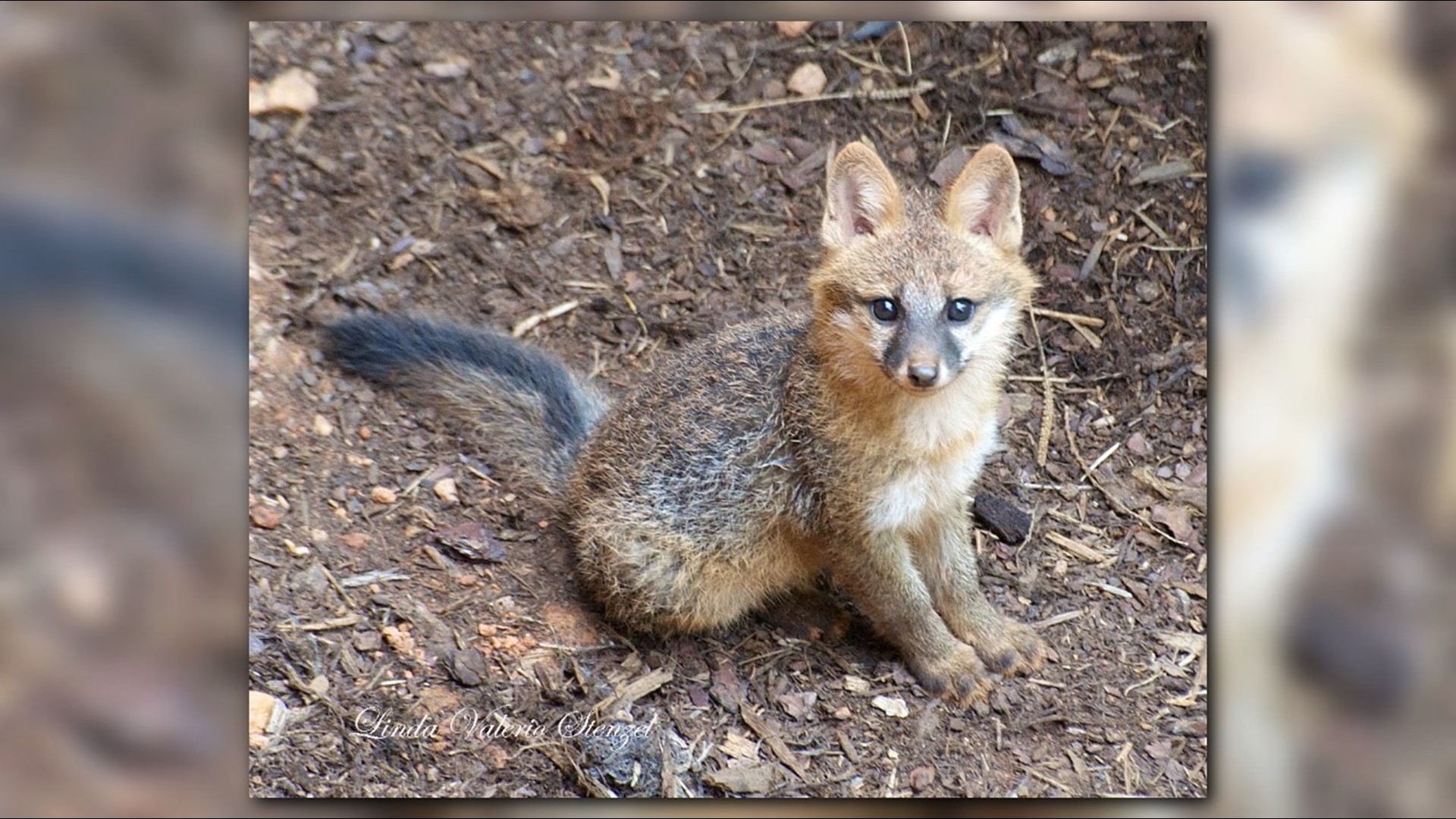 Fox Sightings On The Rise In NC; How To Keep Them Away From Your Home