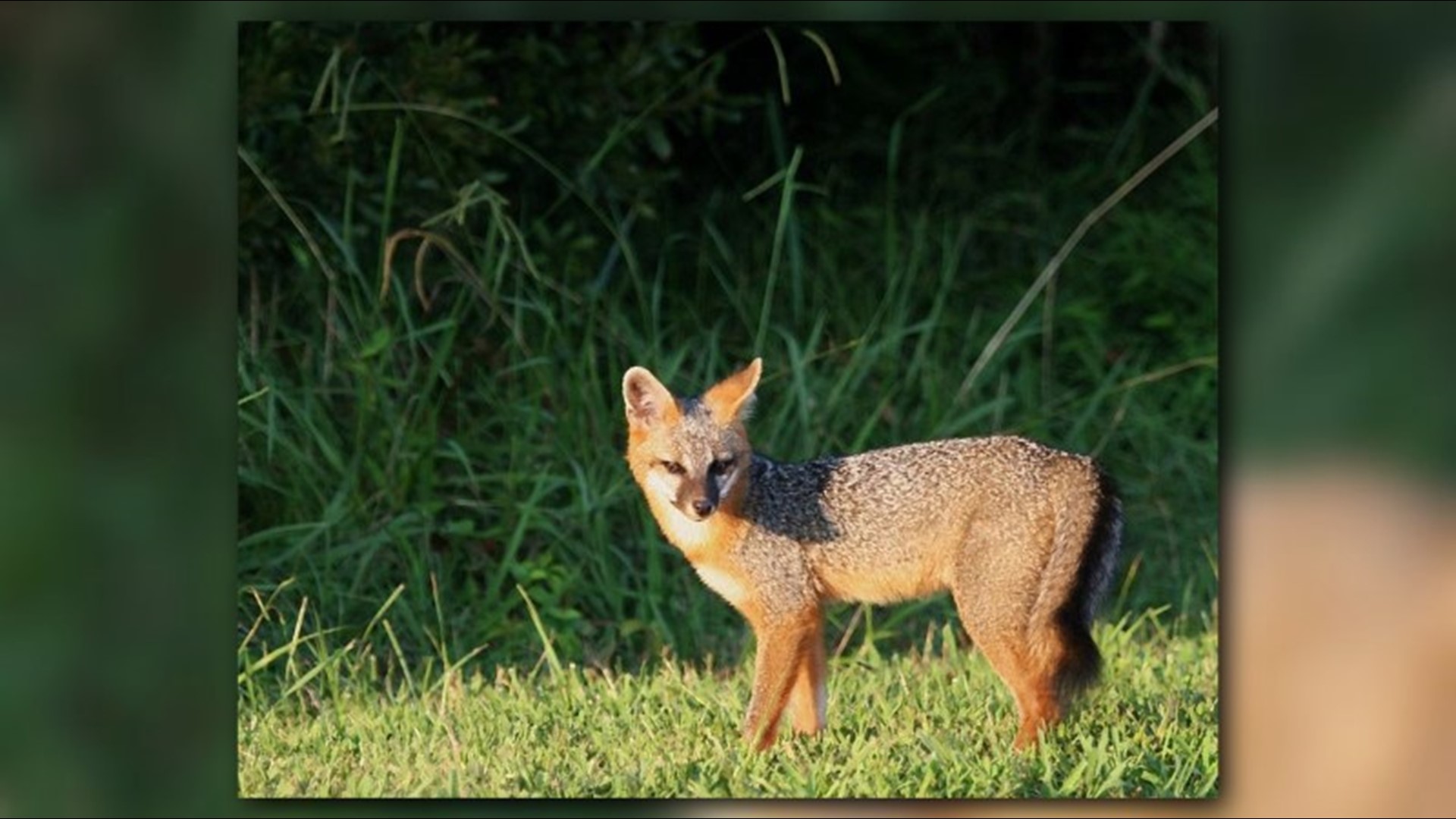 Fox Sightings On The Rise In NC; How To Keep Them Away From Your Home