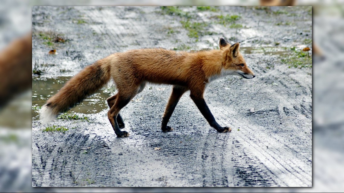 fox-sightings-on-the-rise-in-nc-how-to-keep-them-away-from-your-home