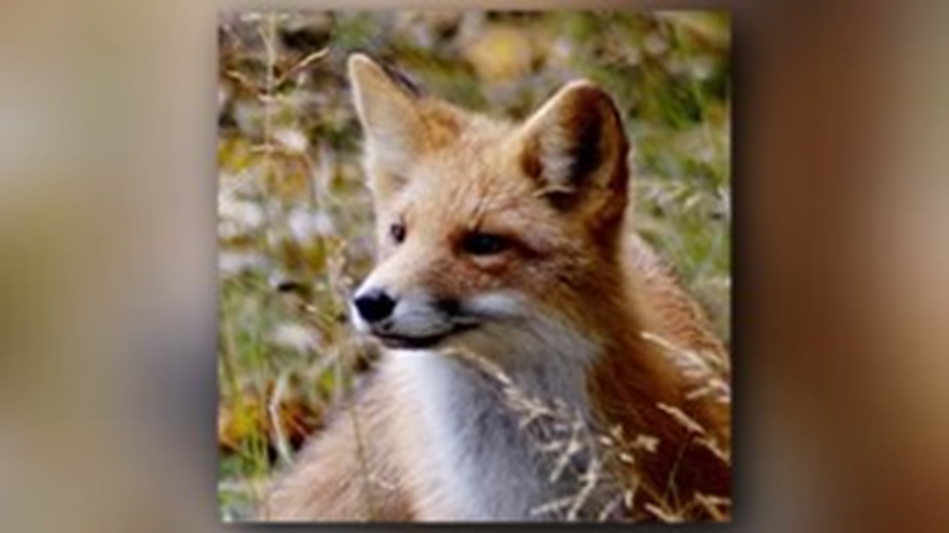 fox-sightings-on-the-rise-in-nc-how-to-keep-them-away-from-your-home