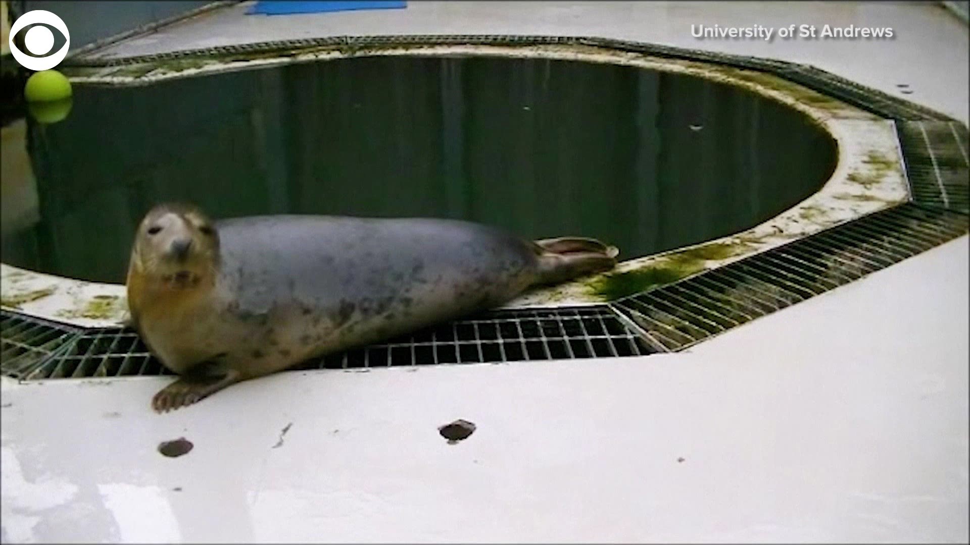 Check out these adorable grey seals singing the Star Wars theme song as they learn how to mimic speech and music. The video was shared by the University of St Andrews.